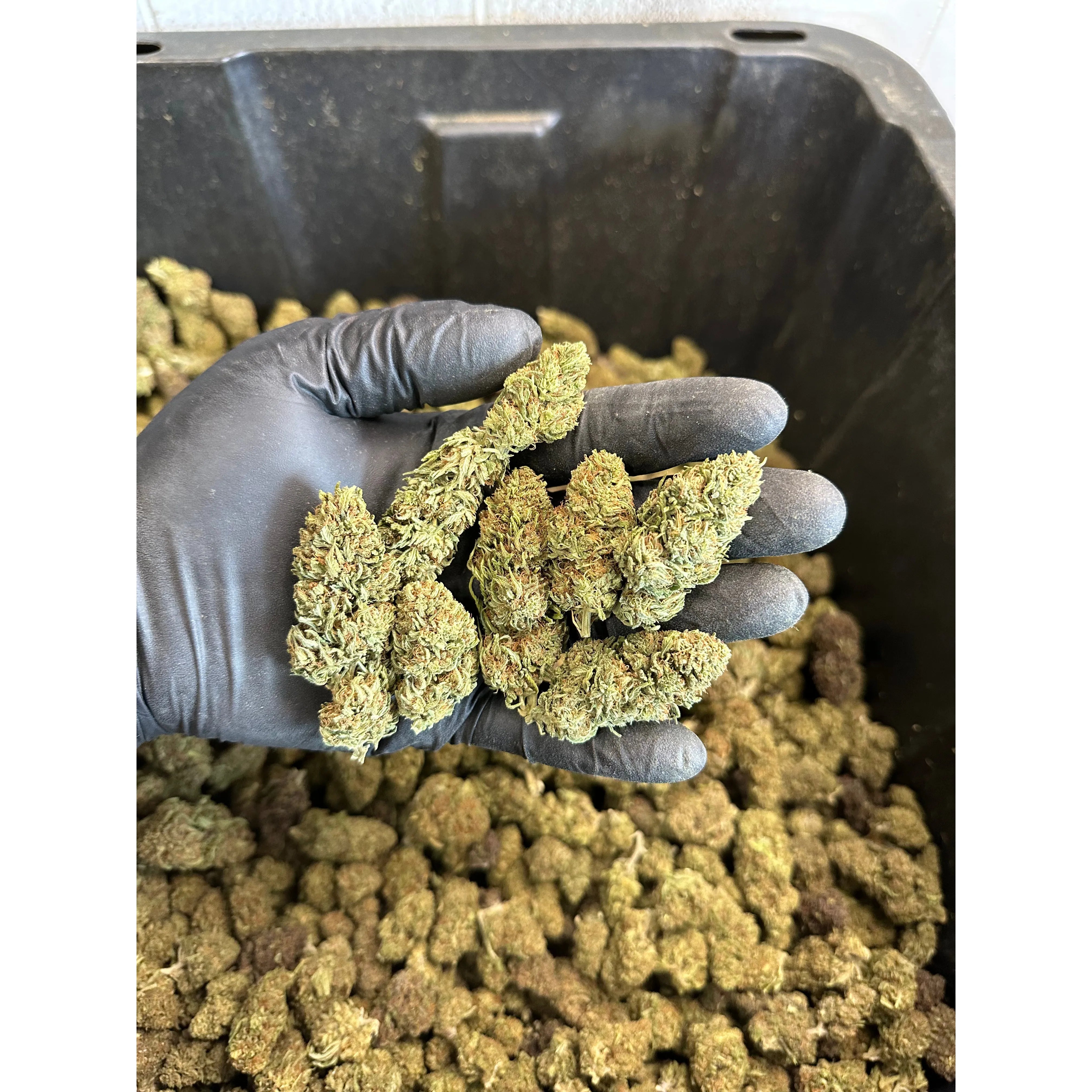 Chem Berry Hemp Flower